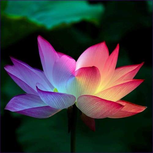 Reiki Chakras and Their Meanings – Chakra Flush for Energy Cleansing